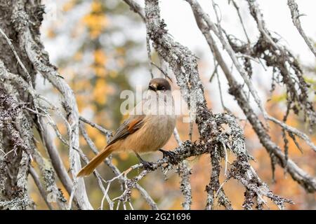 Bel oiseau de forêts anciennes, geai sibérien, Perisoreus infaustus assis sur une branche d'arbre mort pendant le feuillage d'automne à Kuusamo, dans le nord de la Finlande Banque D'Images