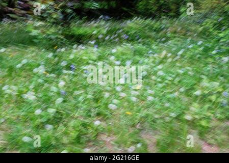 La texture de hachurage est créée en combinant le mouvement intentionnel de la caméra (ICM) et plusieurs expositions du champ vert parsemé de fleurs Banque D'Images