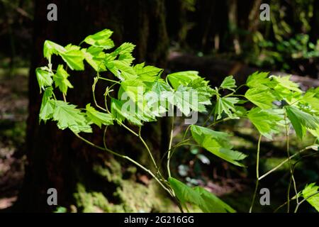 Soufflerie dans le vent - vert vif de nouvelles feuilles de croissance sur le sauling sont pliées et floues dans le vent tandis que quelques feuilles plus grandes restent stables Banque D'Images