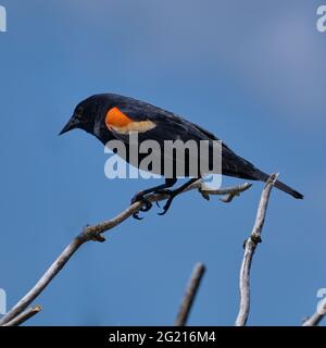 Un seul blackbird ailé de rouge se trouve sur une branche sans feuilles contre un ciel bleu blackbird. Vallée du Fraser, C.-B., Canada. Banque D'Images