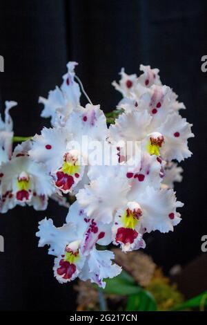Groupe d'orchidées blanches et violettes en fleurs lors d'un spectacle de fleurs Banque D'Images