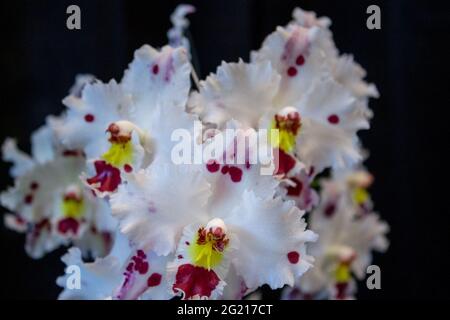 Groupe d'orchidées blanches et violettes en fleurs Banque D'Images