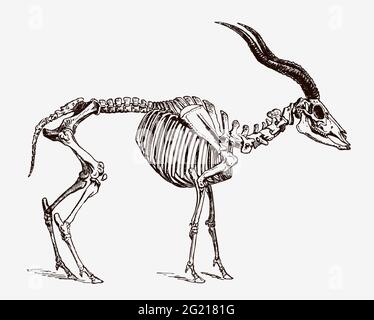 Squelette d'addax nasomaculatus en danger critique dans la vue de profil, après une gravure antique du XIXe siècle Illustration de Vecteur