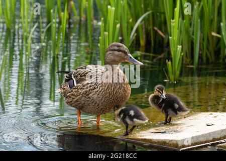 Un canard malard femelle avec deux canetons. (Anas platyrhynchos). Banque D'Images