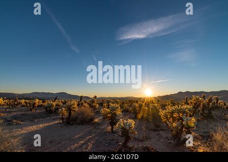 Lever du soleil au Chola Cactus Garden dans le parc national de Joshua Tree, Californie, États-Unis