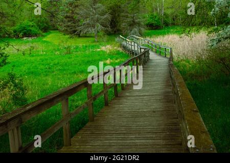 La passerelle en bois au-dessus de la zone marécageuse crée une promenade paisible et rafraîchissante à travers une région boisée pittoresque dans la campagne de l'ouest du Michigan. Banque D'Images