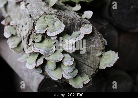 Champignons de la plate-forme verte légère poussant sur une vieille rondins Banque D'Images