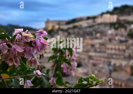 MODICA, SICILE, ITALIE - 22 novembre 2015 : bougainvilliers fleurit dans une zone publique de la vieille ville de Modica, Ragusa, Sicile, Italie avec l'ancien cen Banque D'Images