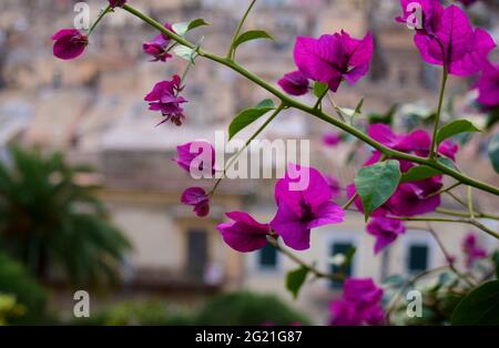 MODICA, SICILE, ITALIE - 22 novembre 2015 : bougainvilliers fleurit dans une zone publique de la vieille ville de Modica, Ragusa, Sicile, Italie avec l'ancien cen Banque D'Images