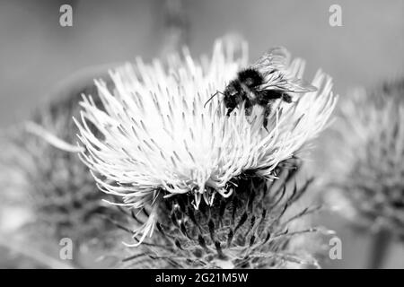 Le bourdon recueille le pollen d'une fleur de chardon Banque D'Images