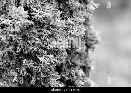 Evernia prunastri lichen gris sur un tronc d'arbre Banque D'Images