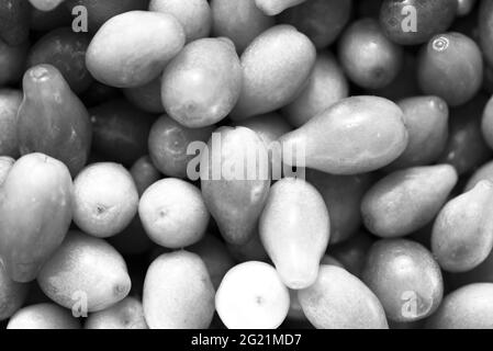 Beaucoup de fruits rouges de cornouiller. Photo en noir et blanc. Banque D'Images