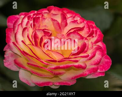 fleur rose rose et blanche isolée sur fond vert foncé naturel Banque D'Images