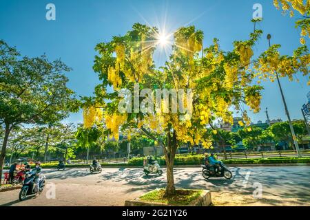 Trafic occupé sur le boulevard avec les fleurs de la fistule de Cassia plantées le long des ornes de bord de route ville en pleine croissance paysage urbain ville Ho Chi Minh ville, Vietnam Banque D'Images