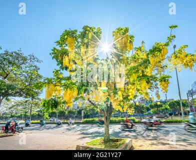 Trafic occupé sur le boulevard avec les fleurs de la fistule de Cassia plantées le long des ornes de bord de route ville en pleine croissance paysage urbain ville Ho Chi Minh ville, Vietnam Banque D'Images