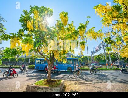 Trafic occupé sur le boulevard avec les fleurs de la fistule de Cassia plantées le long des ornes de bord de route ville en pleine croissance paysage urbain ville Ho Chi Minh ville, Vietnam Banque D'Images