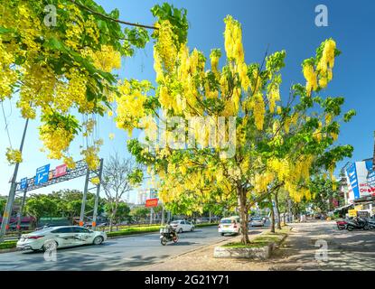 Trafic occupé sur le boulevard avec les fleurs de la fistule de Cassia plantées le long des ornes de bord de route ville en pleine croissance paysage urbain ville Ho Chi Minh ville, Vietnam Banque D'Images