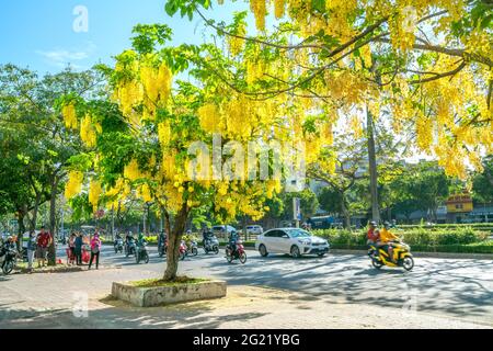 Trafic occupé sur le boulevard avec les fleurs de la fistule de Cassia plantées le long des ornes de bord de route ville en pleine croissance paysage urbain ville Ho Chi Minh ville, Vietnam Banque D'Images