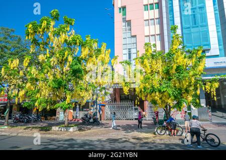 Trafic occupé sur le boulevard avec les fleurs de la fistule de Cassia plantées le long des ornes de bord de route ville en pleine croissance paysage urbain ville Ho Chi Minh ville, Vietnam Banque D'Images