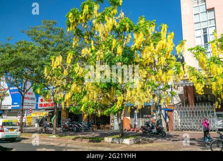 Trafic occupé sur le boulevard avec les fleurs de la fistule de Cassia plantées le long des ornes de bord de route ville en pleine croissance paysage urbain ville Ho Chi Minh ville, Vietnam Banque D'Images