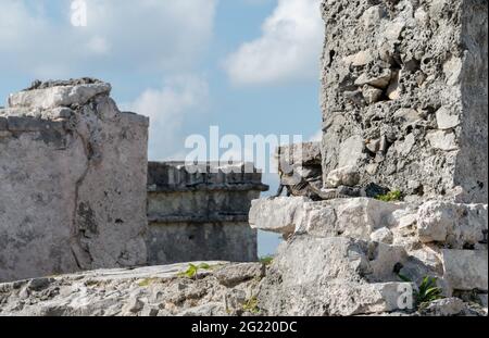 Iguana assis sur la pierre surplombant les ruines mayas à Tulum au Mexique Banque D'Images