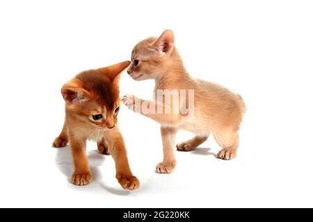 deux chatons au gingembre et à la peau de race rouge jouent sur un fond blanc isolé Banque D'Images