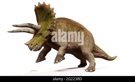 Triceratops horridus, attaquant le dinosaure isolé avec l'ombre sur fond blanc Banque D'Images