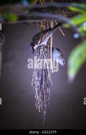 Tow Bird automne dans l'amour l'un l'autre. Banque D'Images