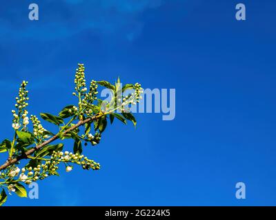 Cerisier d'oiseau en fleurs sur fond de ciel bleu. Plunus pavus. Pousses d'arbres vertes. Feuilles vertes. Ciel bleu. Fleurs de cerisier d'oiseau. Saison de printemps Banque D'Images