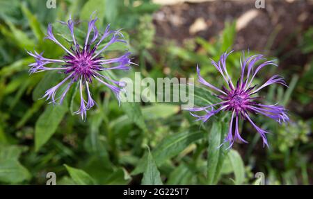 Fleur de maïs bleu (Centaurea Montana) dans le jardin Banque D'Images