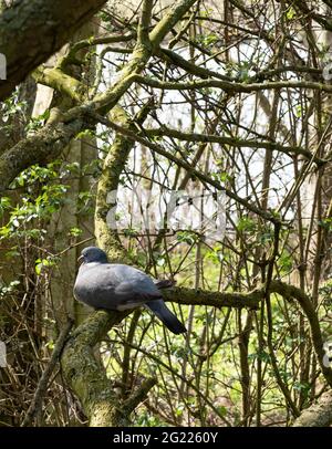 Pigeon en bois commun, Columba Palumbus, assis sur une branche d'arbre dans les bois du Royaume-Uni. Banque D'Images