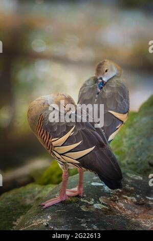 Une paire de canards sifflants en plumeux et décontractés perchés sur des rochers à côté d'un trou d'eau dans une réserve naturelle de Port Douglas dans le Queensland, en Australie. Banque D'Images