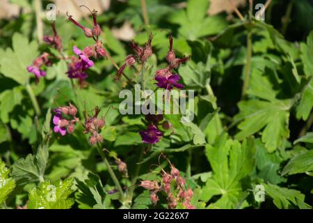 Roche molle Rose Cranesbill fleurs plantes populaires pour les tombes dans le cimetière Banque D'Images