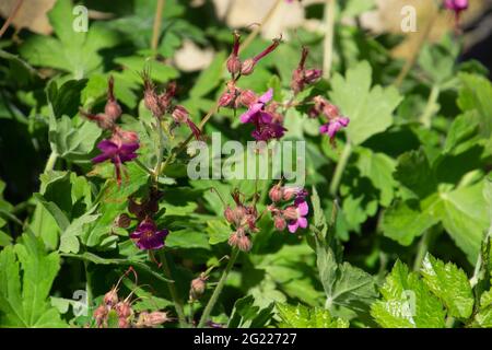 Fleurs rose pâle ou pourpre de Geranium macrorhizum en fleurs au soleil de printemps Banque D'Images