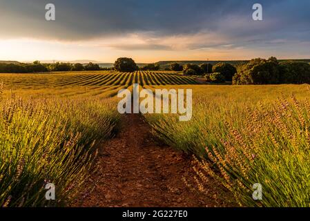 Champs de lavande à la lumière dorée. Paysage d'été au coucher du soleil à Brihuega, Guadalajara Banque D'Images