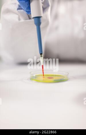 Gros plan d'un scientifique qui dépose un échantillon de sang à l'aide d'une micropipette vêtue d'un équipement de protection individuelle. Chimiste en coverall travaillant avec diverses bactéries, tissus pour la recherche d'antibiotiques. Banque D'Images