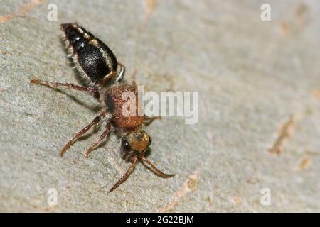 Velours Ant sur le tronc de l'arbre. Banque D'Images