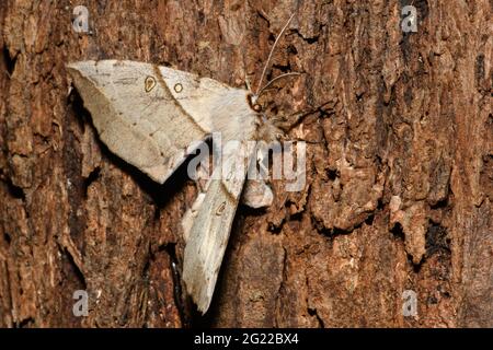 Moth de ferraillement à tige blanche sur le tronc de l'arbre. Banque D'Images