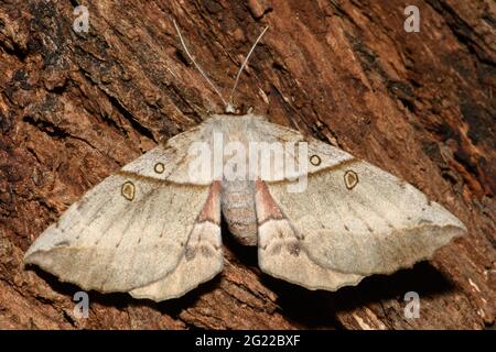 Moth de ferraillement à tige blanche sur le tronc de l'arbre. Banque D'Images