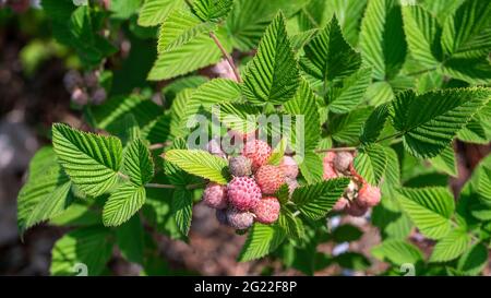 Gros plan sur les framboises pourpre, Robus odoratus , fruits colorés avec des feuilles vertes poussant sur des branches dans la ferme agricole, Panchgani . Banque D'Images