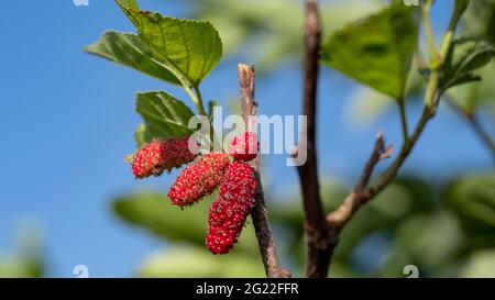 Gros plan montrant des mûres fraîches, des fruits de Morus Alba, poussant sur la branche d'arbre avec des feuilles vertes en arrière-plan sélectif. Banque D'Images