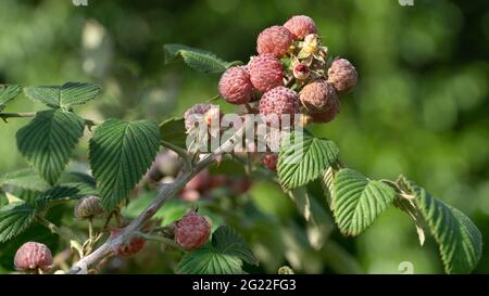 Gros plan sur les framboises pourpre, Robus odoratus, fruits colorés poussant sur des branches dans la ferme agricole Banque D'Images