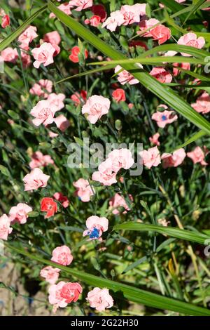 Dianthus gratianopolitanus fleurit à la fin du printemps avec de minuscules pétales rouges et roses Banque D'Images