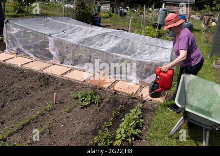Une femme âgée arrose ses légumes sur le terrain d'allotissement des légumes de la famille, le 30 mai 2021, à Nailsea, dans le nord du Somerset, en Angleterre. Banque D'Images