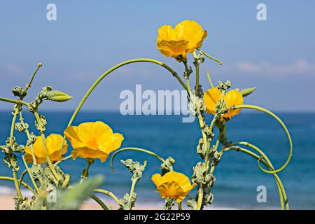 Fleurs jaunes de Glaucium flavum près sur le fond de la mer Méditerranée. Coquelicot jaune Banque D'Images