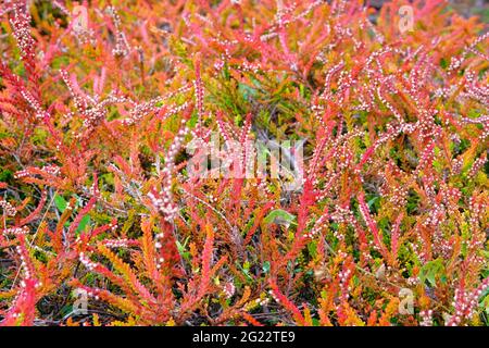 Rose orange chiné commun (Calluna vulgaris). Végétation paysagée bruyère. Nature fond floral. Banque D'Images