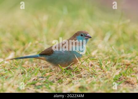 Cordonbleu à joues rouges - Uraeginthus bengalus, magnifique oiseau de couleur perching provenant de buissons et jardins africains, lac Ziway, Éthiopie. Banque D'Images