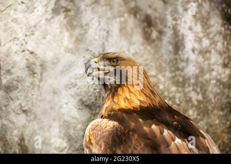 Oiseau de proie. Gros plan de la tête Golden Eagle sur un arrière-plan en pierre floue Banque D'Images