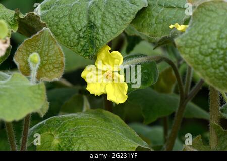 Yelllow trois pétales de fleur de Saruma henryi ou de gingembre sauvage debout Banque D'Images