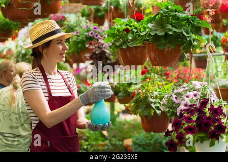 Femme jardinier en chapeau et gants travaille avec des fleurs dans la serre. Banque D'Images